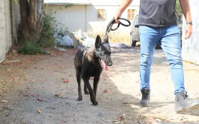 Capitán, perro rescatado de maltrato en Tlaquepaque recibe atención especializada