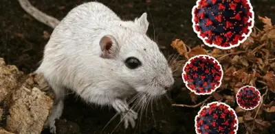 Capturan 70 ratones en Ushuaia para investigar origen de hantavirus en crucero