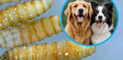 CDMX, estado 25 con gusano barrenador; perros, los más afectados tras bovinos
