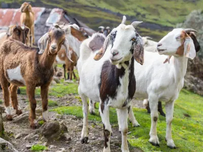 China logra primera clonación en serie de cabras lecheras