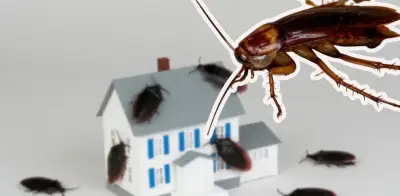 Cómo localizar un nido de cucarachas en casa y eliminarlo