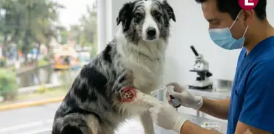 Confirman segundo caso de gusano barrenador en perro en CDMX
