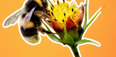 Día Mundial de las Abejas: impacto de su posible extinción
