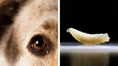 Detectan gusano barrenador en perro en CDMX; activan protocolo sanitario