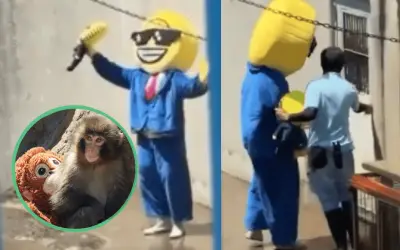 Detienen a dos estadounidenses por irrumpir en recinto del mono viral Punch en Japón