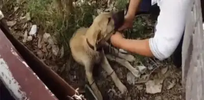 Edomex endurece penas contra maltrato animal: hasta 35 mil pesos y cárcel