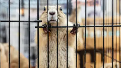 Edomex prohíbe experimentos con animales en primarias y secundarias