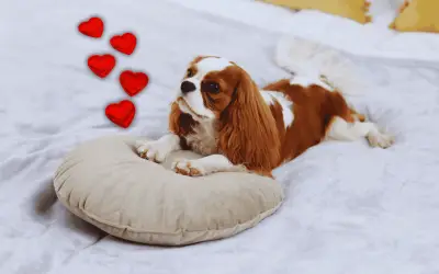 El fascinante secreto evolutivo detrás de por qué los perros rascan su cama