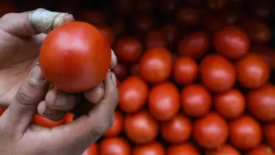 Exportaciones de hortalizas mexicanas: valor al alza pese a caída en volumen