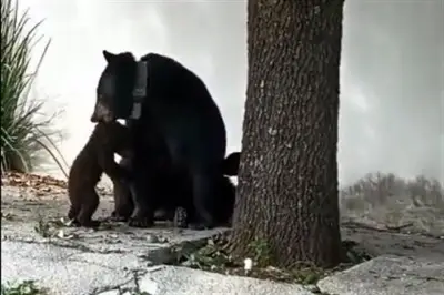Familia de osos captada en cámara en la Sierra Alta de Nuevo León