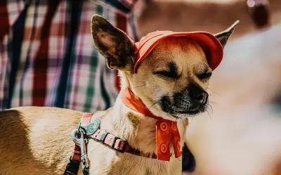 Golpe de calor en perros: 5 señales fatales que debes conocer