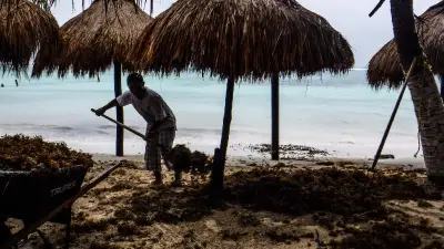 Greenpeace halla vacíos e inconsistencias en proyecto 