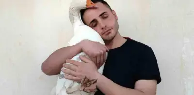 Guía completa para cuidar un pato como mascota en casa