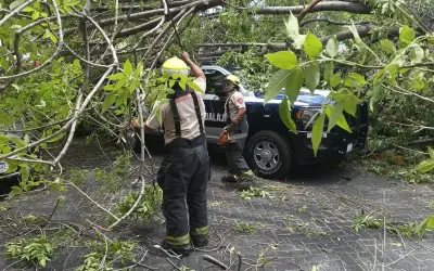 Guadalajara sustituirá árbol caído en Rotonda de Jaliscienses Ilustres