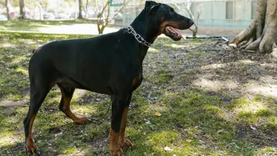 Gusano barrenador: confirman primer caso en perro en CDMX