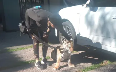 Hallan cachorro de tigre en calles de fraccionamiento Valle Real en Zapopan