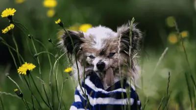 Lazare, el perro más longevo del mundo, muere a los 30 años