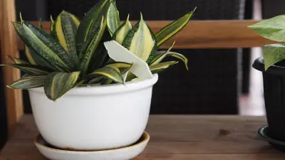 Lengua de suegra: la planta que protege el hogar y purifica el aire