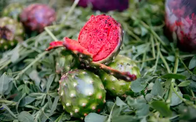 Llegan las pitayas a Guadalajara: colores, sabores y beneficios en el Jardín Mexicaltzingo