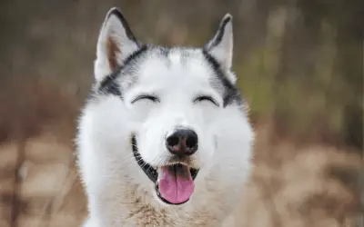 ¿Los perros sonríen? La ciencia explica la confusión