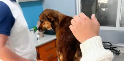 Maltrato animal y tala irregular lideran denuncias en Venustiano Carranza