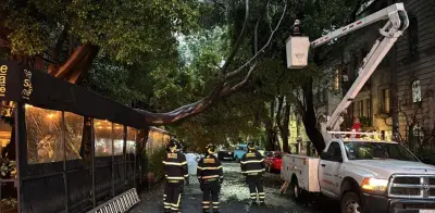 Milagro en la Roma: árbol de 20 m cae sobre restaurante sin heridos