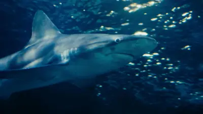 Muere hombre en Australia por ataque de tiburón blanco durante pesca submarina