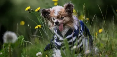 Muere Lazare, el perro más viejo del mundo, a los 30 años