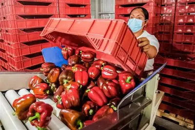 México envía primer embarque de pimiento morrón a Japón