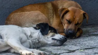 México reporta 456 casos activos de gusano barrenador en perros: estados más afectados