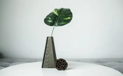 Ola de calor: 5 plantas de interior para refrescar tu hogar