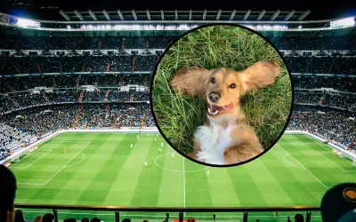 Perro interrumpe partido en Argentina y se vuelve viral