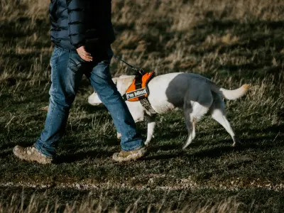Perros guía: razas y características clave para asistir a invidentes