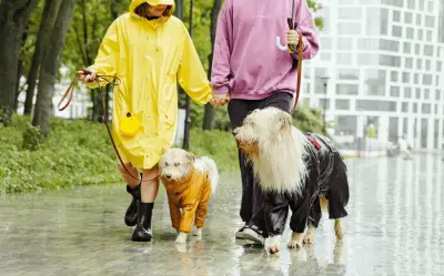 Protege a tu perro de leptospirosis y hongos en lluvias 2026