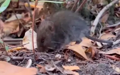 Ratón colilargo: el roedor que transmite la peligrosa cepa Andes de hantavirus