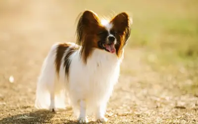 Razas de perros miniatura ideales para casas pequeñas y su cuidado