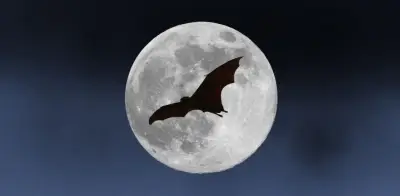Recorrido nocturno de vampiros y suspenso en el Centro Histórico de CDMX