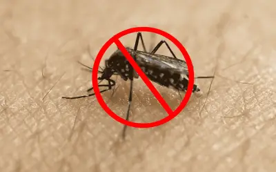 Remedios caseros para ahuyentar mosquitos en México