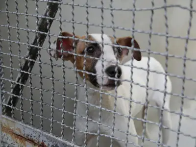 Rescatan 127 animales en Michoacán por maltrato y abandono