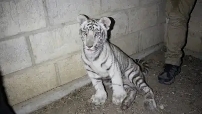 Rescatan a cachorro de tigre que deambulaba en Tlajomulco, Jalisco