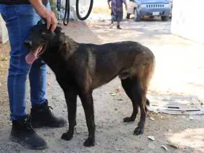 Rescatan a perro 'Capitán' tras denuncia de maltrato en Tlaquepaque