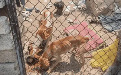 Rescatan a siete animales abandonados en Hogares del Batán, Zapopan