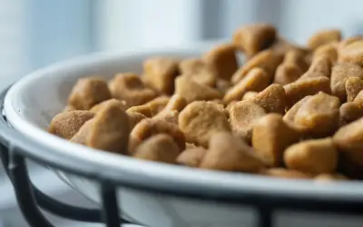 Riesgos de no lavar el plato de tu mascota: guía de limpieza