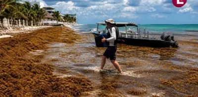 Sargazo en Quintana Roo 2026: récord histórico amenaza playas