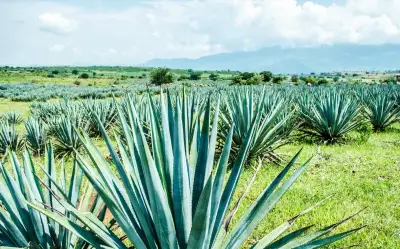 Tequila: la escapada perfecta al Pueblo Mágico del agave