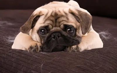Top 15 perros que más pelo sueltan y cuidados clave
