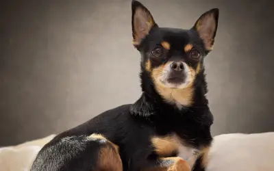 Top 5 razas de perros más longevas: compañía hasta 20 años