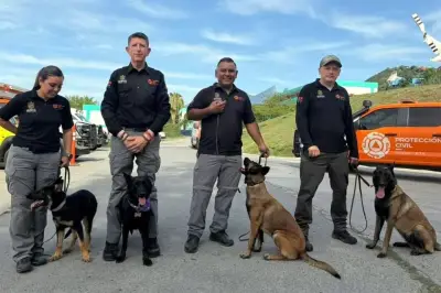 Tres perritas se unen al equipo K9 de la Policía Cibernética