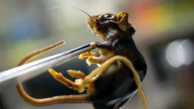 UE y Cepa Andes: Hantavirus no habría mutado aún
