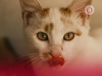 Vacuna para gatos contra insuficiencia renal crónica
